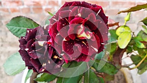 Beautiful and rare Abracadabra rose flower